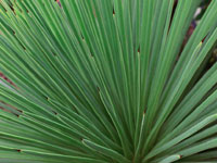 Agave stricta